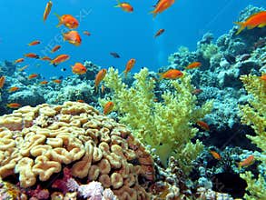 Coral reef with brain and soft corals on the bottom of tropical sea