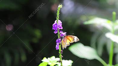 Two butterflies sucking nectar from flowers, New England, USA