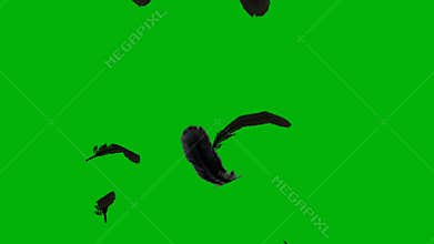 feather green screen bacgrounds 4k