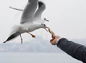 Feeding seagulls
