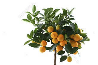 Little orange tree isolated