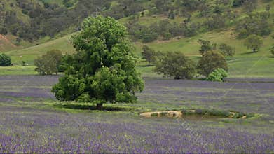 farmer's field with purple flowers of paterson's curse near brungle