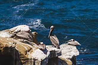 Group of Avian Creatures in Solitude Near the Ocean