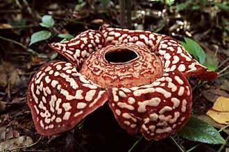 Rafflesia is the biggest flower in the world