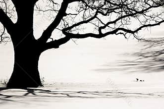 Silhouette of an old tree