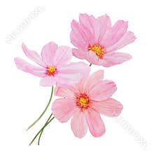 Pink Cosmos watercolor illustration. Hand drawn botanical painting, floral sketch. Colorful flower clipart for summer or