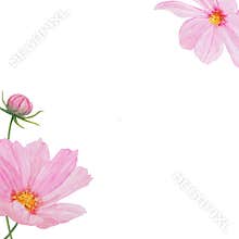 Pink Cosmos watercolor frame. Hand drawn botanical painting, floral sketch. Colorful flower clipart for summer or autumn