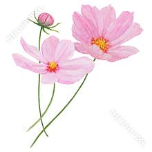 Pink Cosmos watercolor illustration. Hand drawn botanical painting, floral sketch. Colorful flower clipart for summer or
