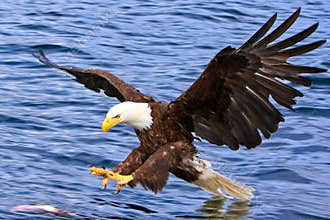 Alaska Bald Eagle Attacking A Fish
