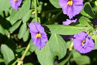 very pretty colorful garden flower from close in the sunshine