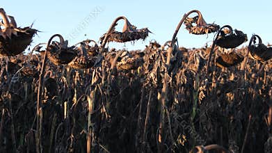 The dry climate destroyed the sunflower crop. Withered sunflowers on the field in summer.