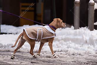 Dog in the jacket and shoes