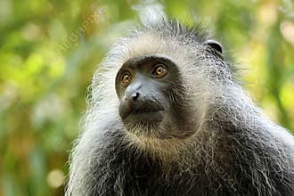 The king colobus (Colobus polykomos)