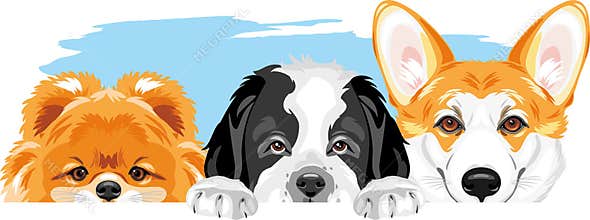 Pomeranian dog, Welsh Corgi and Saint Bernard dog are best friends