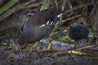 Moorhen showing her chick how to find food
