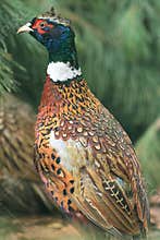 Common pheasant