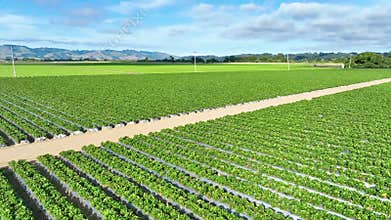 Aerial bright summer sun over strawberry fields ending in California mountains