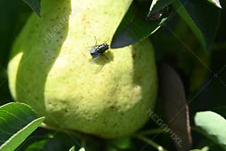 very pretty colorful pear fruit from close in the sunshine