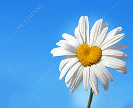 Daisy with heart