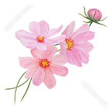 Pink Cosmos watercolor illustration. Hand drawn botanical painting, floral sketch. Colorful flower clipart for summer or