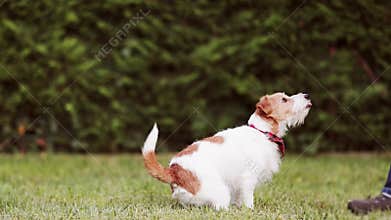 Trainer owner teaching her funny happy begging dog and giving her snack treats, puppy training, tricks and fun