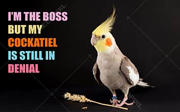 Funny bird memes, I\'m the boss but my cockatiel is still in denial, cute cockatiels