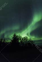 Northern lights above trees in Iceland