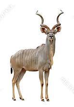 Kudu
