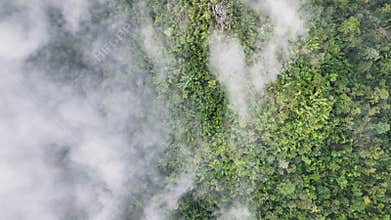 Tropical forests can increase humidity in air and absorb carbon dioxide from the atmosphere through photosynthesis