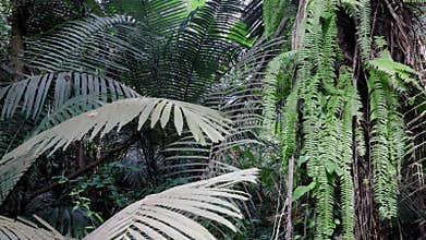 Tropical rainforests can absorb large amounts of carbon dioxide from the atmosphere