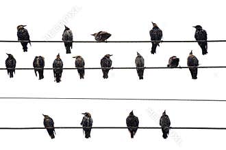 Birds on a Wire. Isolated on