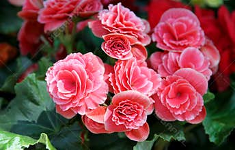 Pink flowers of the Begonia