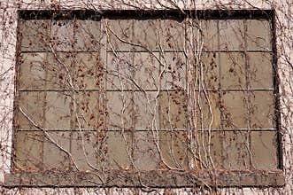Vines on Window