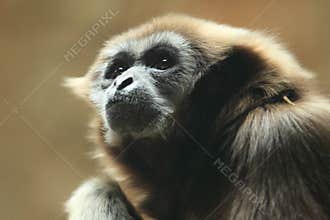 Pileated gibbon