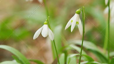 First Spring Flowers In Wild. Galanthus Nivalis Flowering Plants. Snowdrop Or Common Snowdrop. Rack focus.