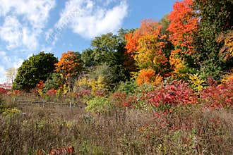 Fall color on Chorley Park to Beltline Trail, Toronto, Ontario