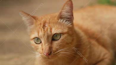 Domestic outdoor ginger cat with cat fight wound on its head and scratched on its nose moving radar ears