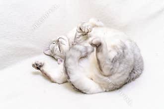 Scottish straight cat lies on his back. Cat upside down. Close up white cat face.