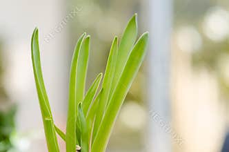 Grass straw