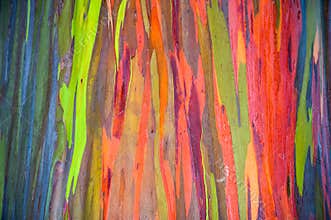 Horizontal Rainbow Eucalyptus Tree Bark