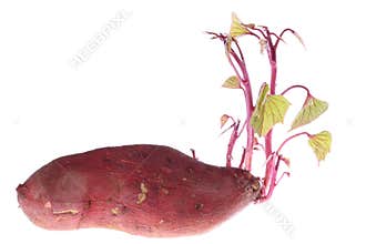 Germination of sweet potatoes