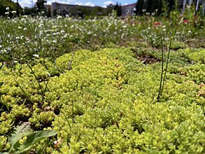 ithe green ochitok covers the whole earth