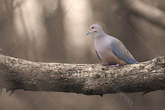 A Solitary Mourning Dove with Moody Sepia Background - Zenaida macroura