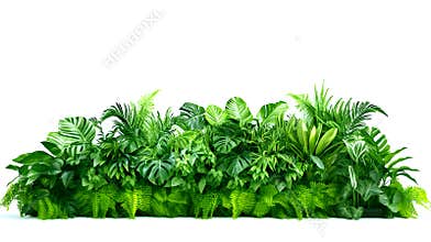 Green leaves of tropical plants bush floral arrangement indoors garden nature backdrop isolated on white background, png format