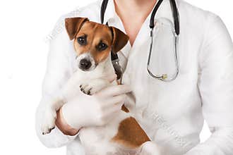 Vet with dog