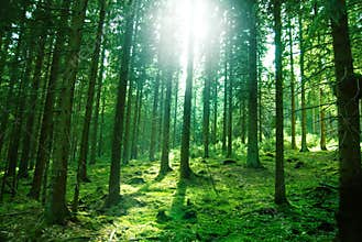 Sun light in the forest