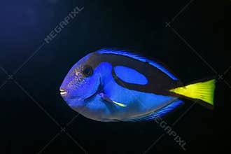 royal blue tang natural behaviour in coral reef marine aquarium, popular domesticated pet for experienced aquarist, neon glow blue