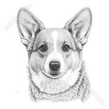 Corgi Dog Coloring Page - Creative Canine Sketch for Relaxation