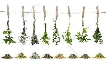 Fresh herbs