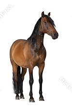 Mixed breed of Spanish and Arabian horse
